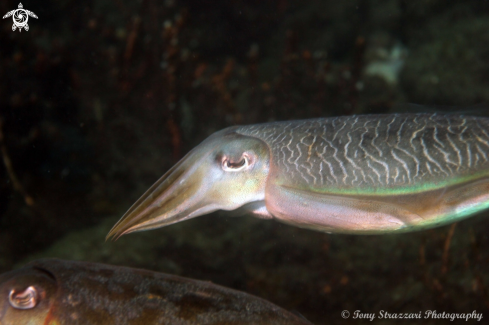 A Sepia plangon | Mourning Cuttle