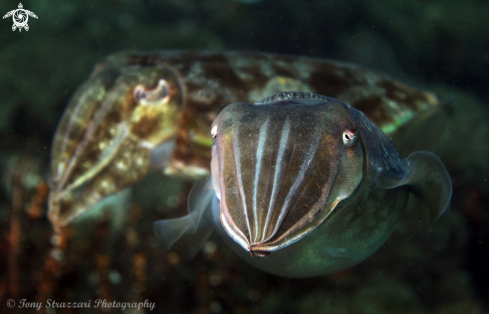 A Sepia plangon | Mourning cuttle