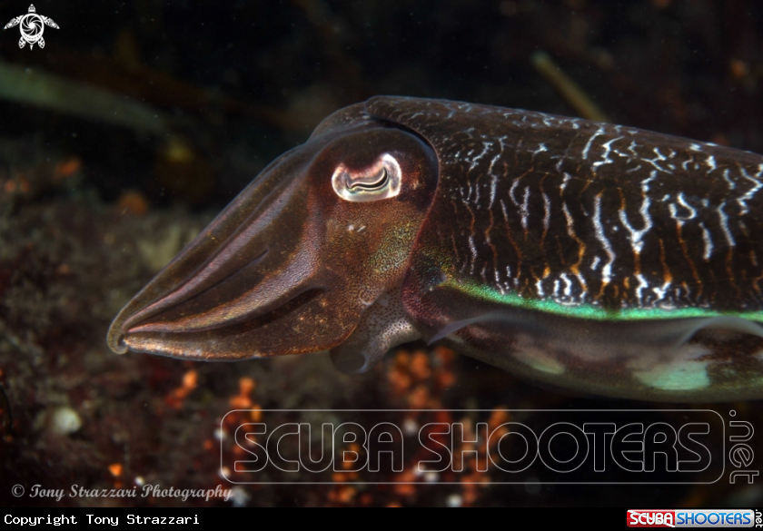 A Mourning cuttle
