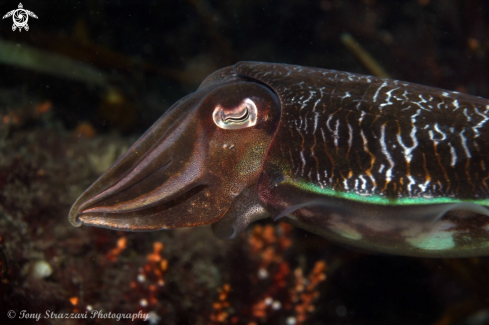 A Sepia plangon | Mourning cuttle