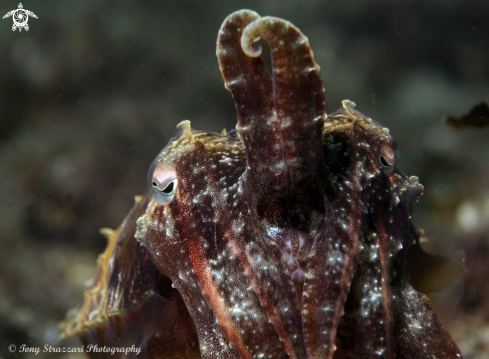 A Sepia plangon | Mourning cuttle