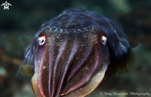 A Mourning cuttle