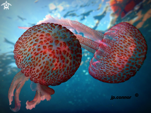 A Pelagia Noctiluca | Méduse pélagique