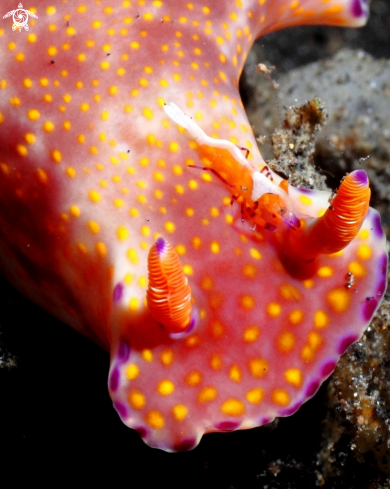 A periclimenes imperator/ceratosoma trilobatum | chromodorididae / shrimp