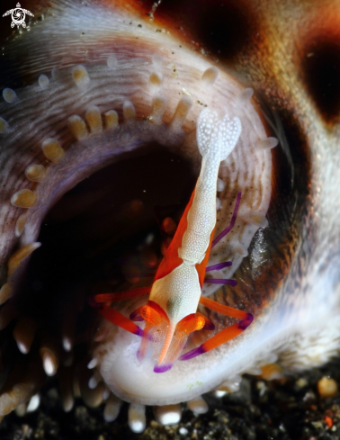 A periclimenes imperator  | shrimp