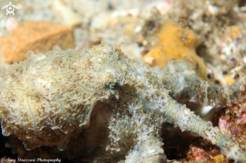 A Hapalochlaena fasciata  | Blue-lined octopus