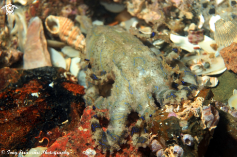 A Hapalochlaena fasciata  | Blue-lined octopus