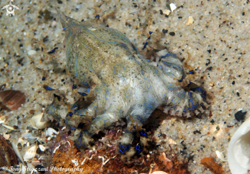 A Blue-lined octopus