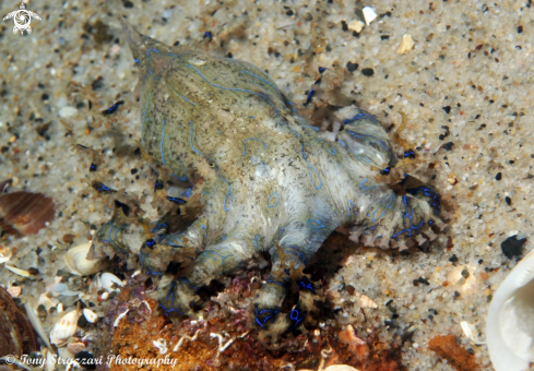 A Hapalochlaena fasciata  | Blue-lined octopus