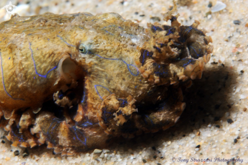 A Blue-lined octopus