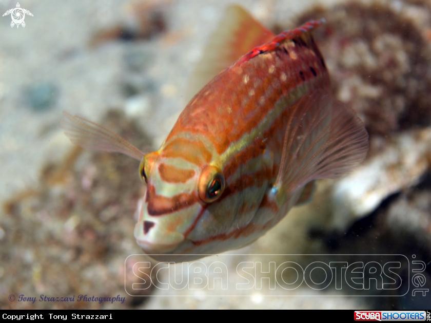 A Gunther's Wrasse