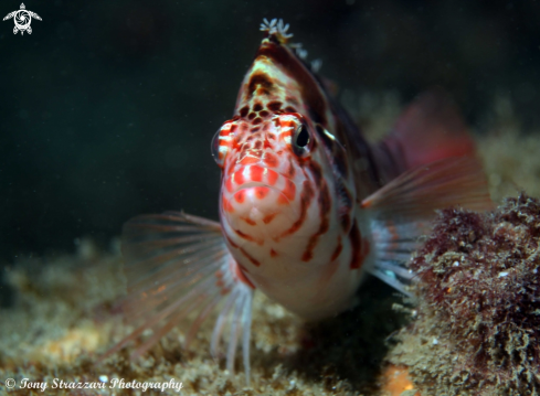 A Cirrhitichthys aprinus | Blotched Hawkfish