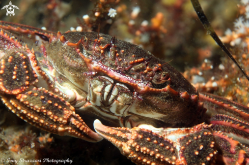 A Red Bait Crab