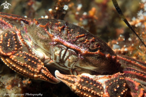 A Plagusia chabrus | Red Bait Crab