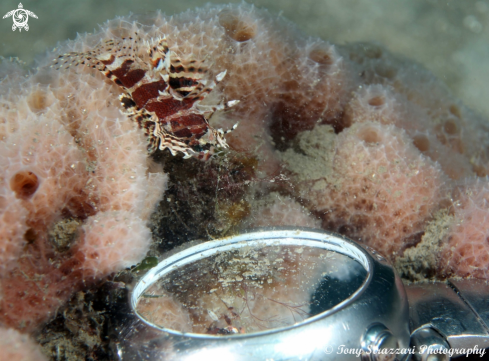 A Pygmy Lionfish