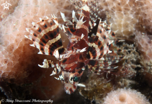 A Dendrochirus brachypterus | Pygmy Lionfish