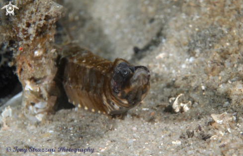 A Filicampus tigris | Tiger pipefish