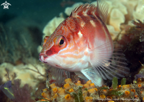 A Hypoplectrodes maccullochi | Half-banded seaperch