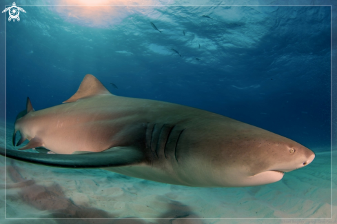 A Negaprion brevirostris | Lemon Shark