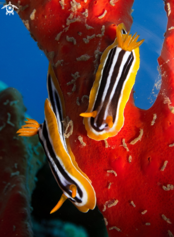 A chromodoris quadricolor