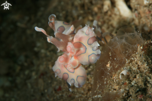 A Harlequin Shrimp