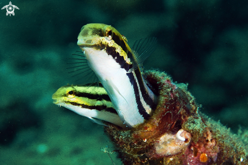 A goby 