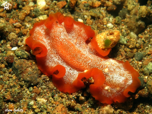 A flatworm