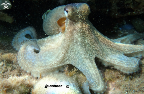 A Octopus vulgaris | Poulpe