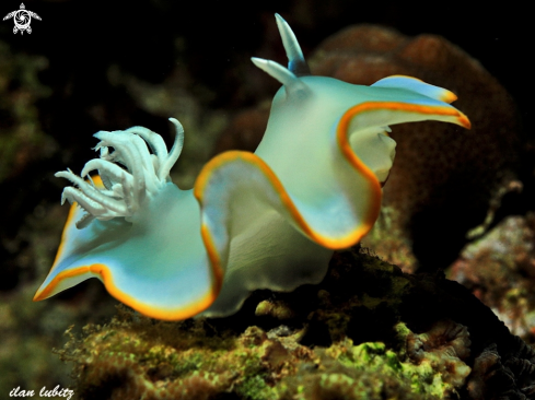 A Ardeadoris egretta | nudibranch