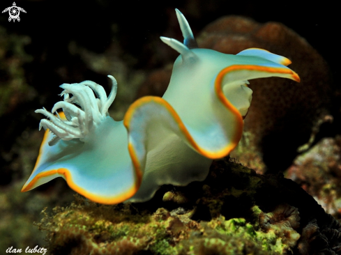 A nudibranch