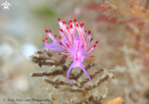 A Flabellina rubrolineata | Purple dragon