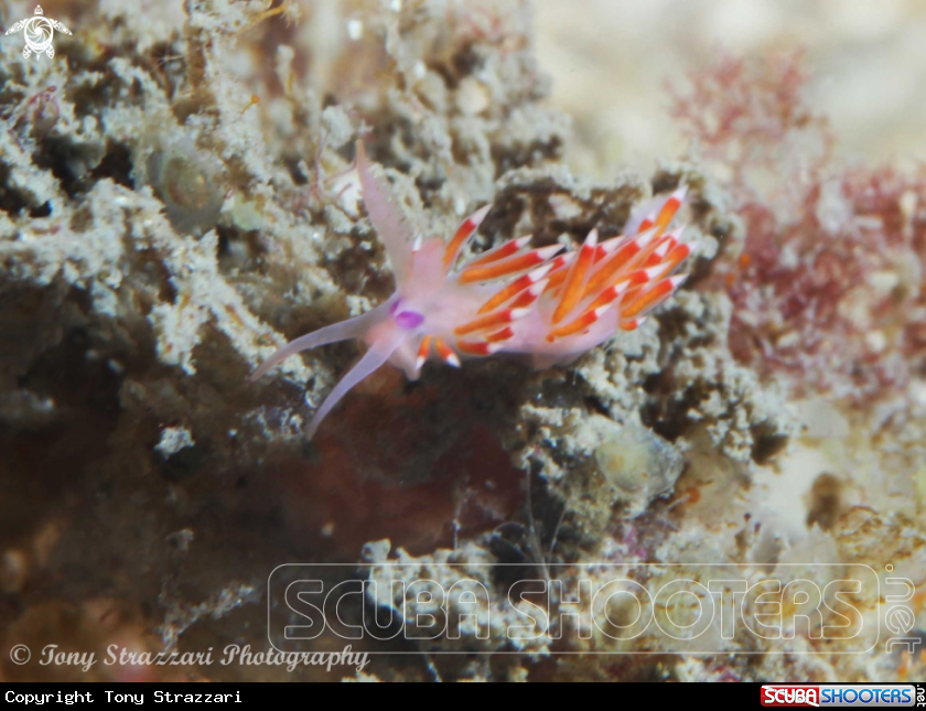 A Purple-red Flabellina