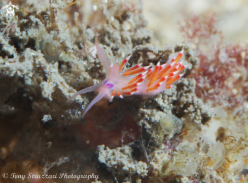 A Flabellina poenicia | Purple-red Flabellina