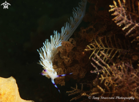 A Pteraeolidia ianthina | Blue Dragon -White  Colour Variation