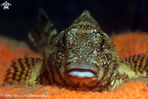 A Kelpfish