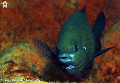 A White-ear scalyfin