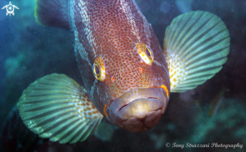 A Epinephelus undulatostriatus | Maori cod