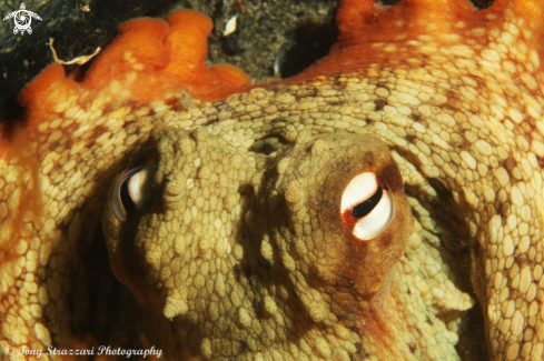 A Octopus tetricus | Common Sydney Octopus