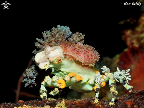 A Cyclocoeloma tuberculata | decorator crab