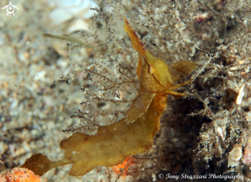 A Cristiceps aurantiacus | Yellow Crested Weedfish