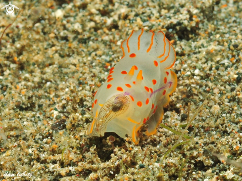 A Gymnodoris ceylonica | nudibranch