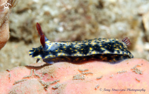 A Hypselodoris obscura | Obscure Hypselodoris