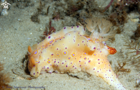 A Short-Tailed Ceratosoma