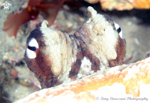 A Octopus tetricus | Common Sydney Octopus