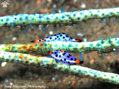 A Cuspivolva platysia | Platypus cowry