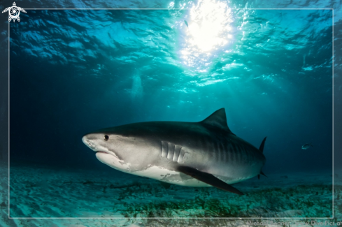 A Galeocerdo cuvier | Tiger Shark