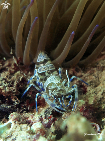 A Periclemenes amethysteus | Gamberetto fantasma