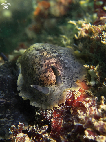 A Dendrodoris limbata | Dendrodoris