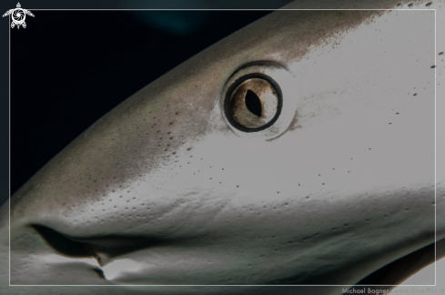 A Caribbean reef shark