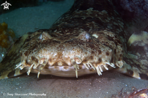 A Orectolobus ornatus | Dwarf ornate wobbegong